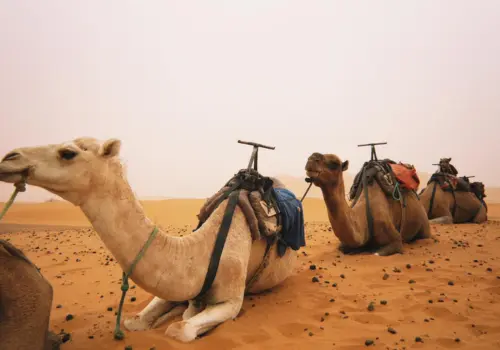 2 DAYS DESERT TOUR FROM MARRAKECH TO FES