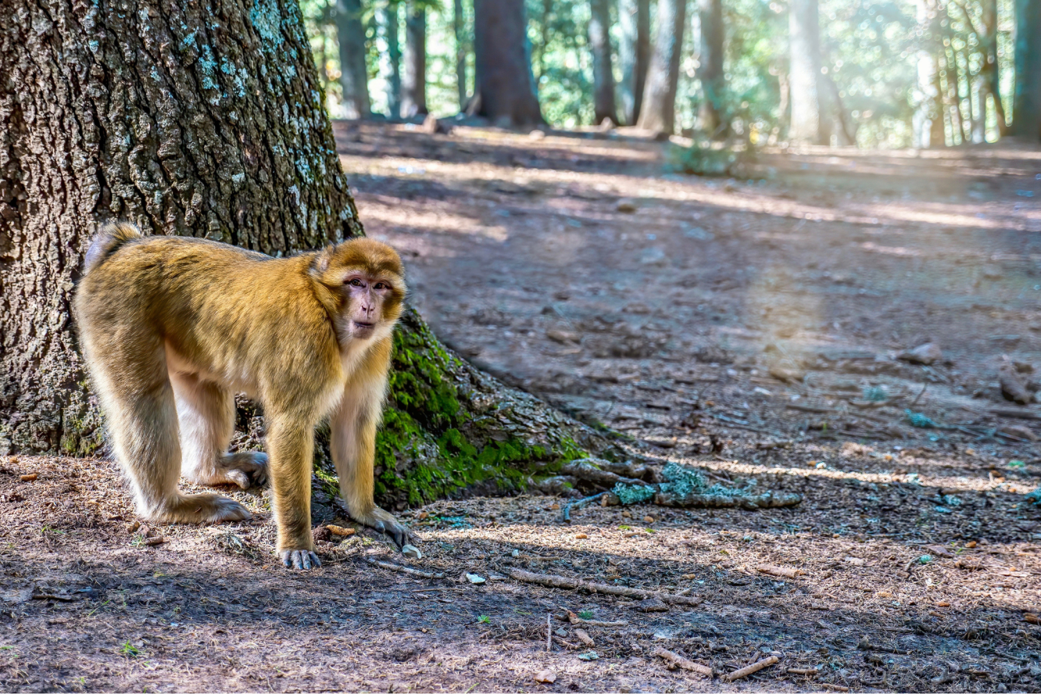 azrou morocco 5 Days Marrakech To Fes Via Merzouga Desert Tours