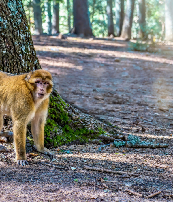 azrou morocco 5 Days Marrakech To Fes Via Merzouga Desert Tours