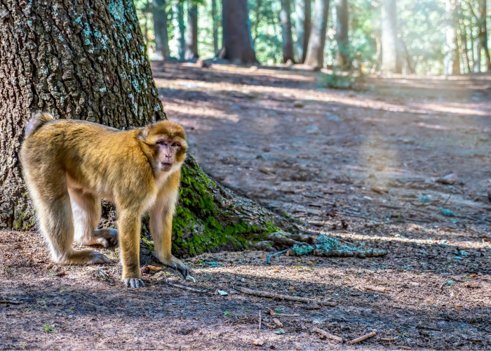azrou morocco 5 Days Marrakech To Fes Via Merzouga Desert Tours