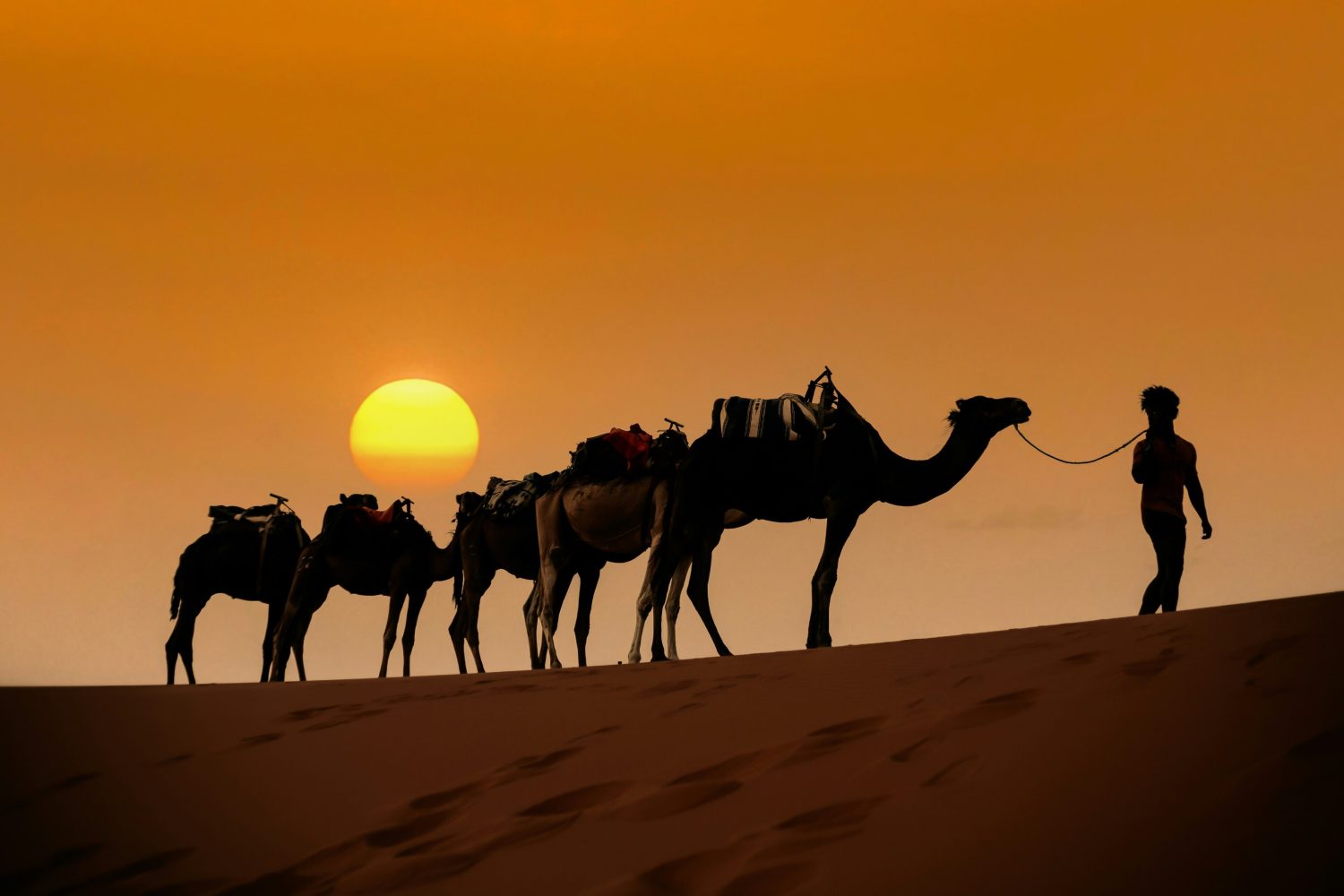 Camel caravan going through the desert morocco sahara merzouga