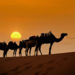 Camel caravan going through the desert morocco sahara merzouga