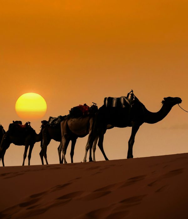 Camel caravan going through the desert morocco sahara merzouga