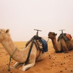 Camels resting in a desert landscape.